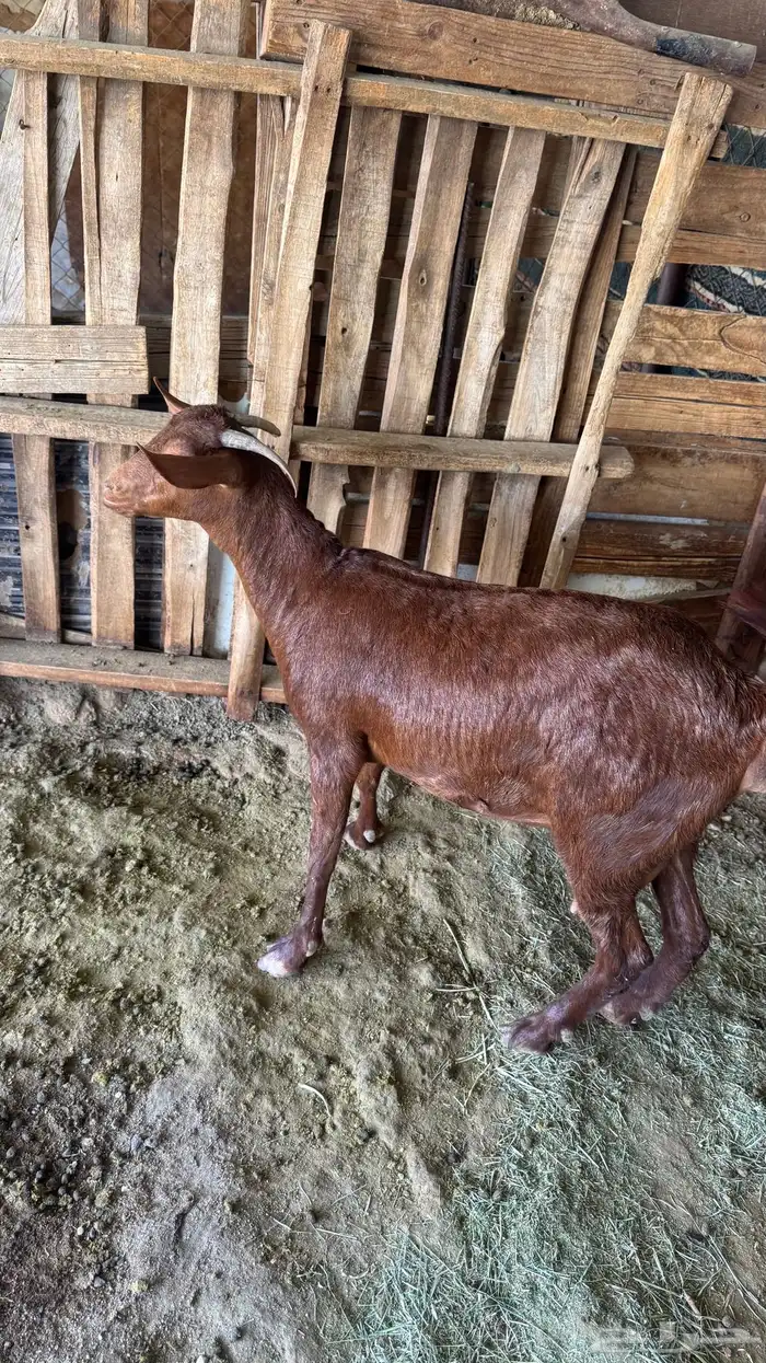 للبيع عنز عليها تيس 1