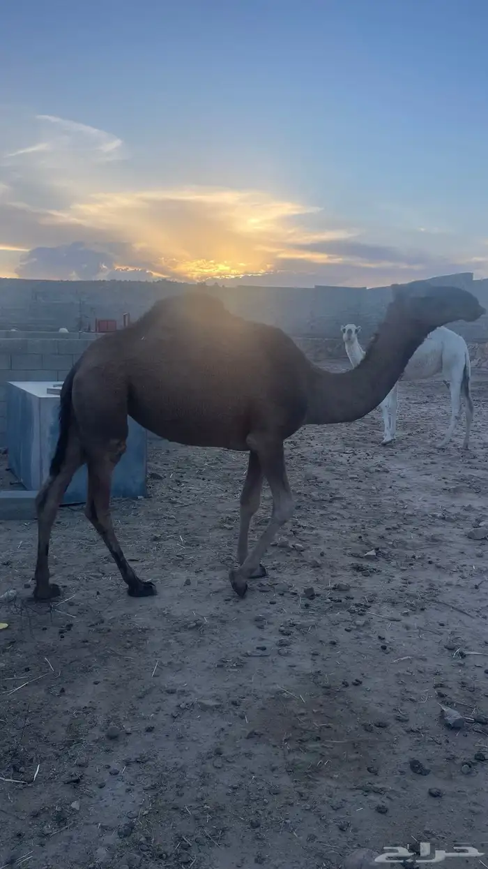 بكره كفو مشروطه 3