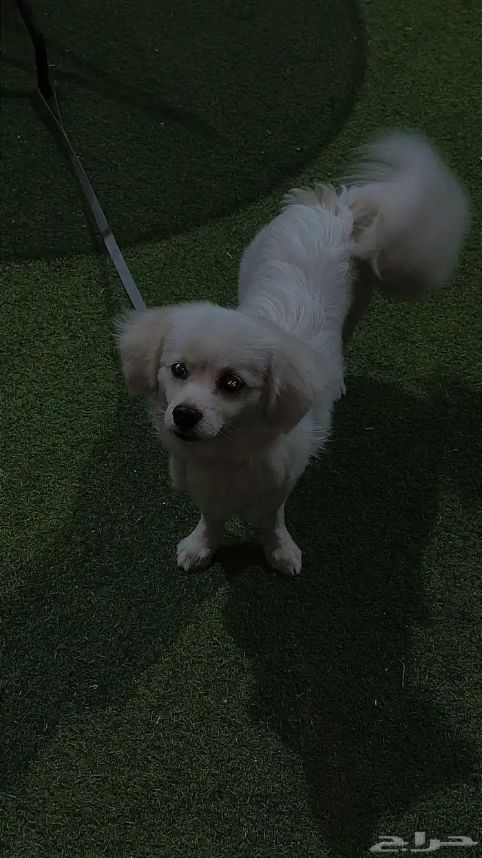 كلب شيواوا 1