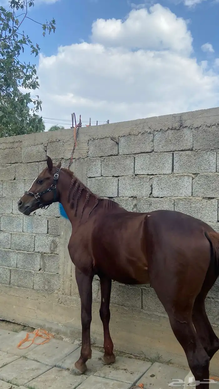 حصان شعبي كفوو 5