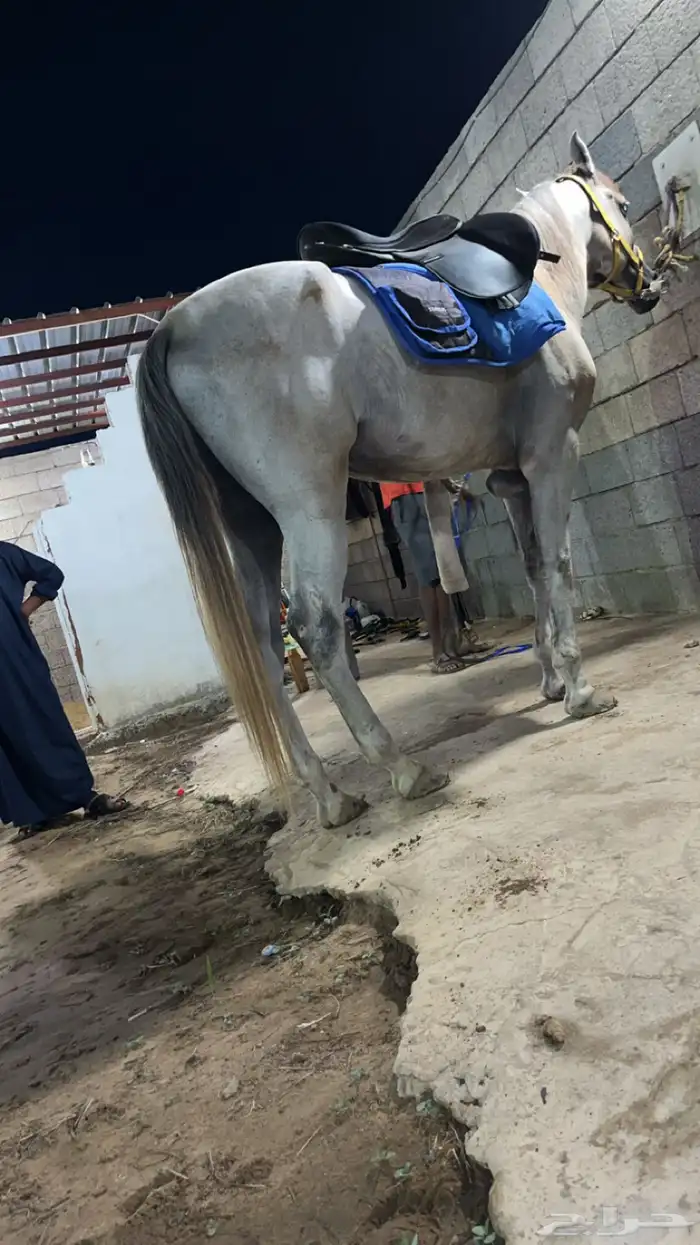 حصان شعبي العمر 4 ونص 1