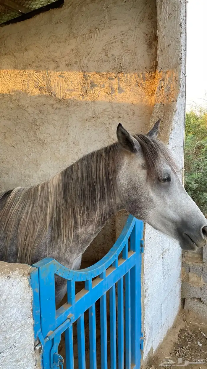 للبيع فحل عربي أصيل   نجم 4