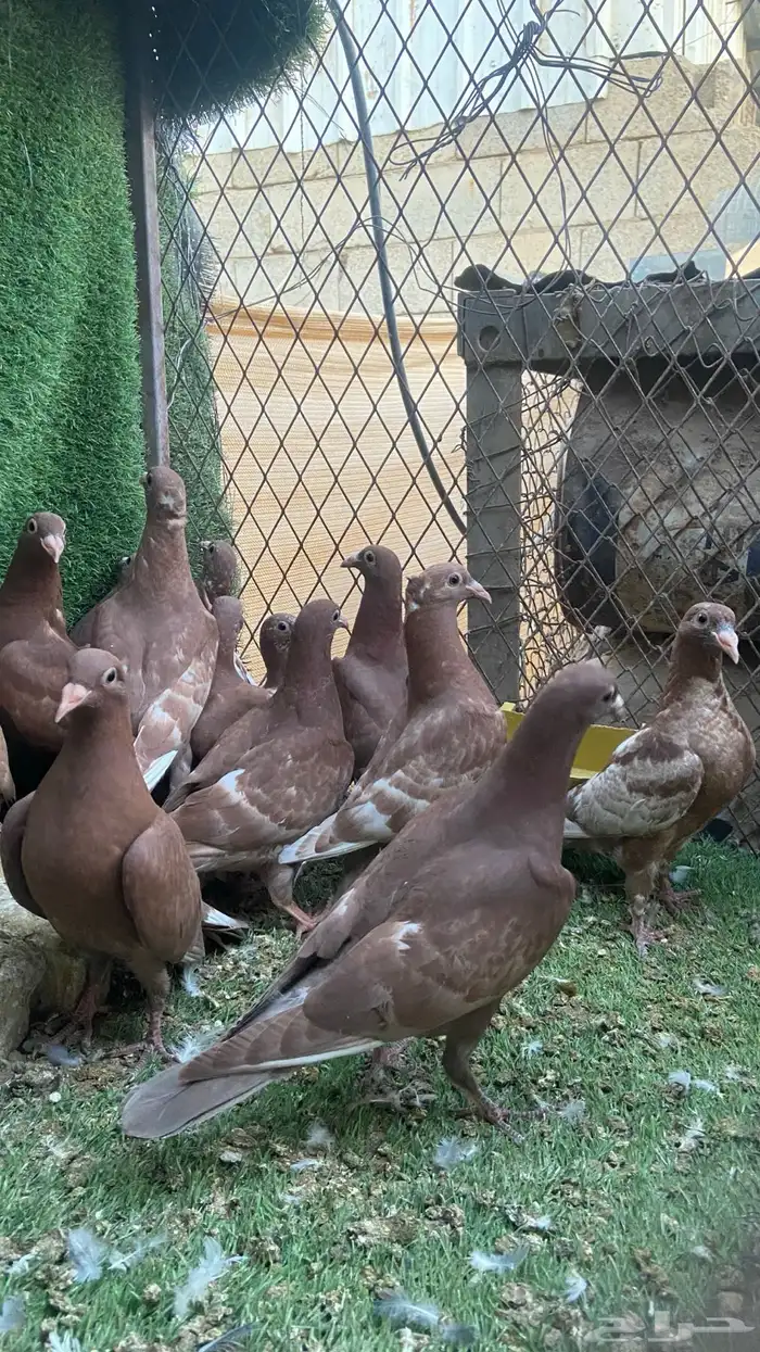 زاجل مولمينز 4