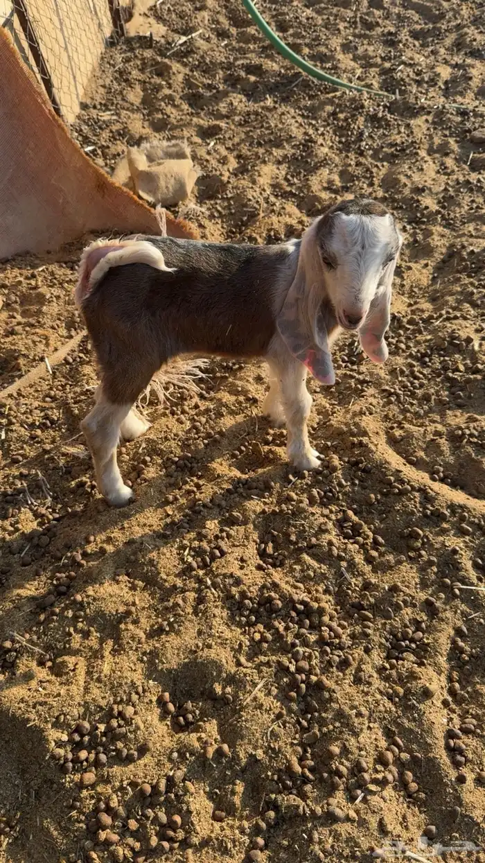 تيس داغور عمره يومين 3