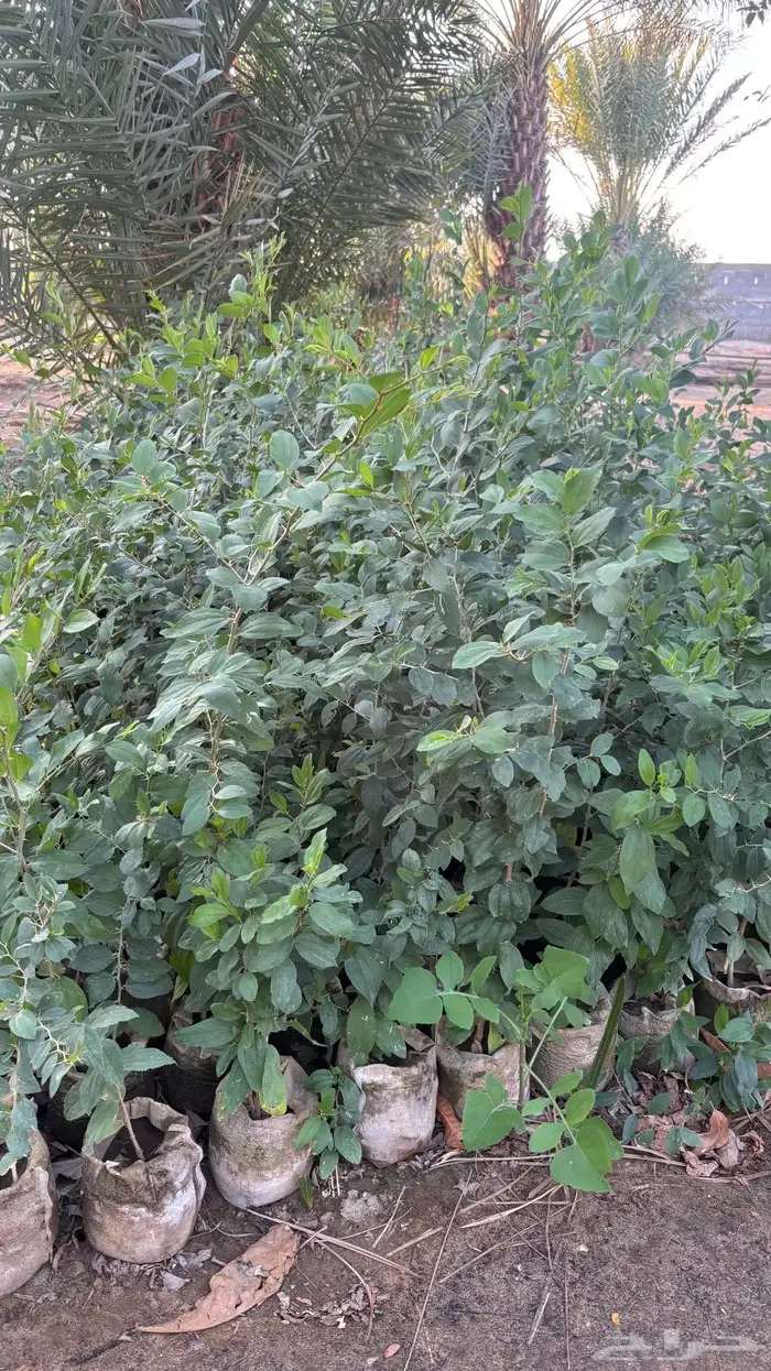 اشجار سدر شتلات للبيع 1