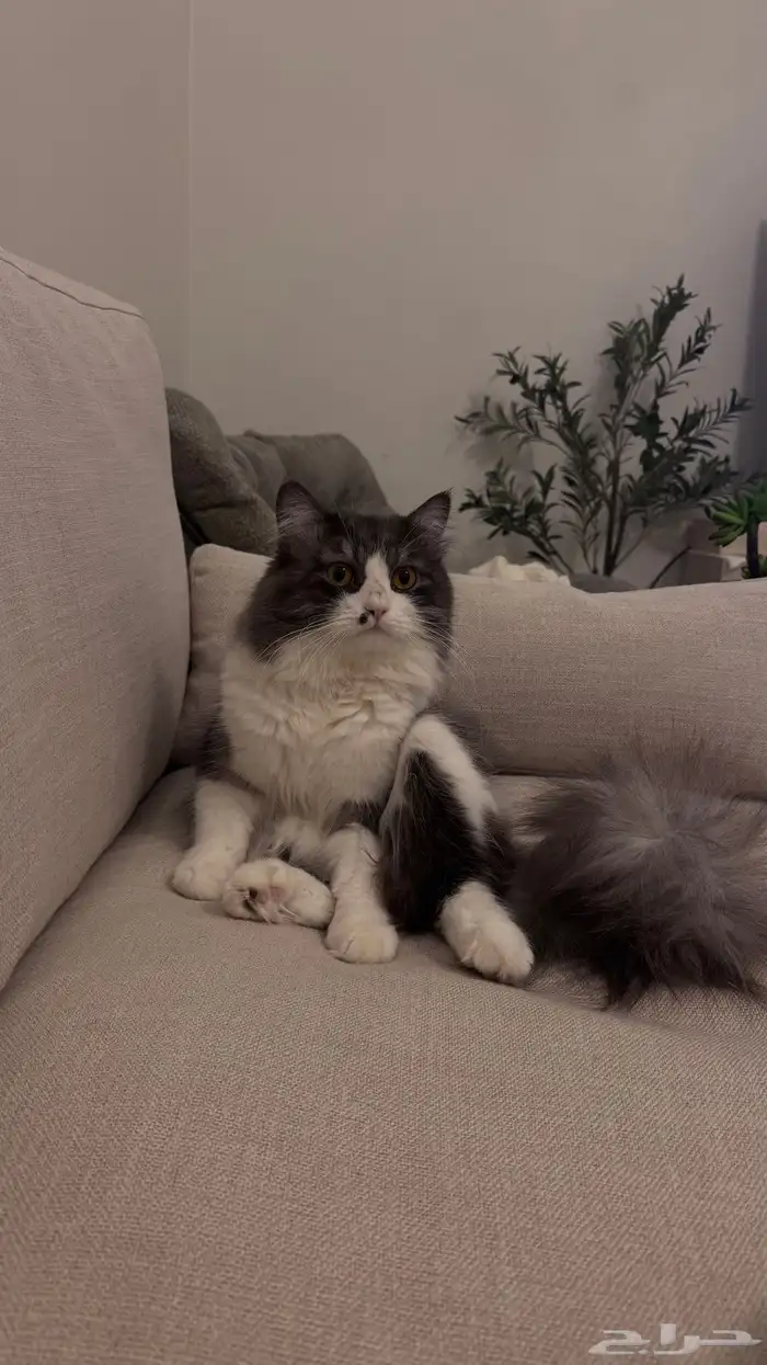 قط ذكر للتبني مجانا 1