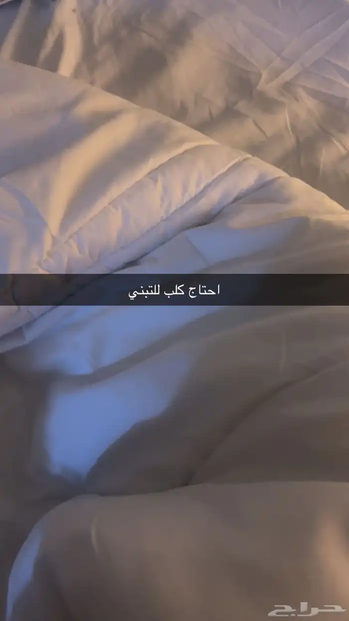 احتاج كلب تبني حجمه متوسط ل صغير ف الرياض 0