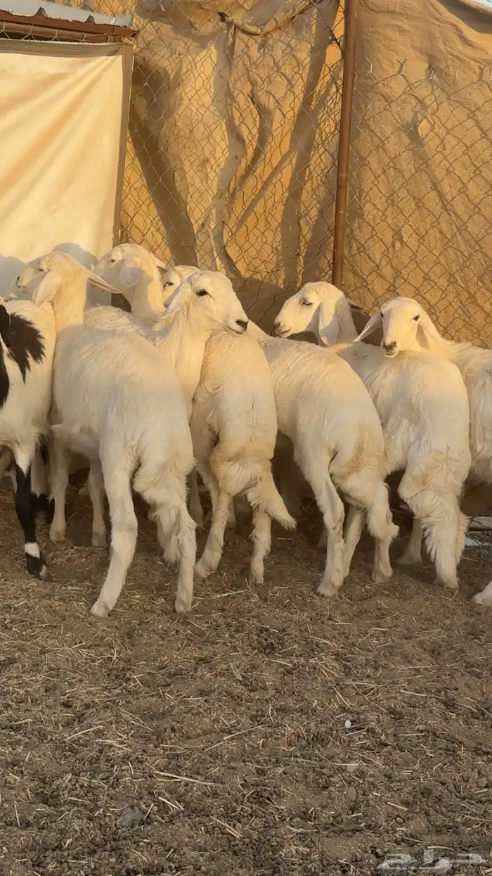 رخال مقنوي من حرش اشهران منوت القناي 1