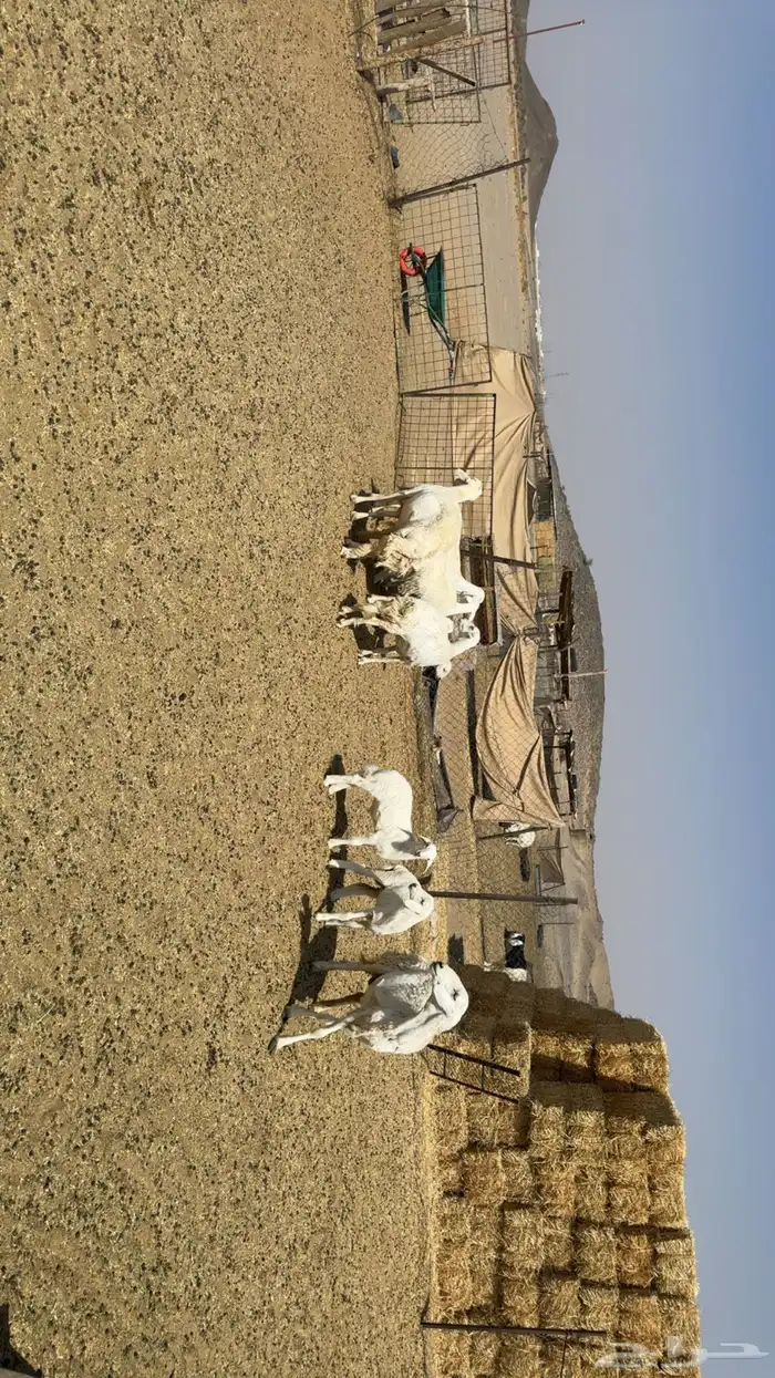 غنم حرش شبب 2