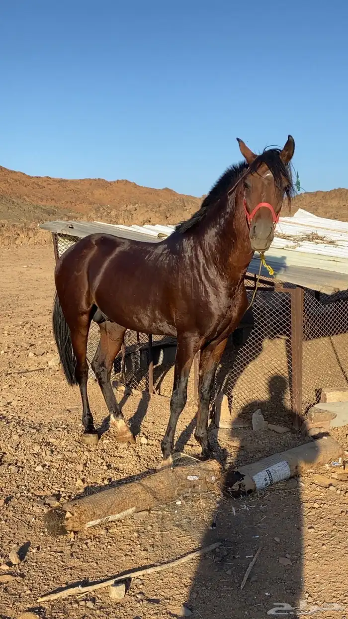 حصان جزيري شعبي 2