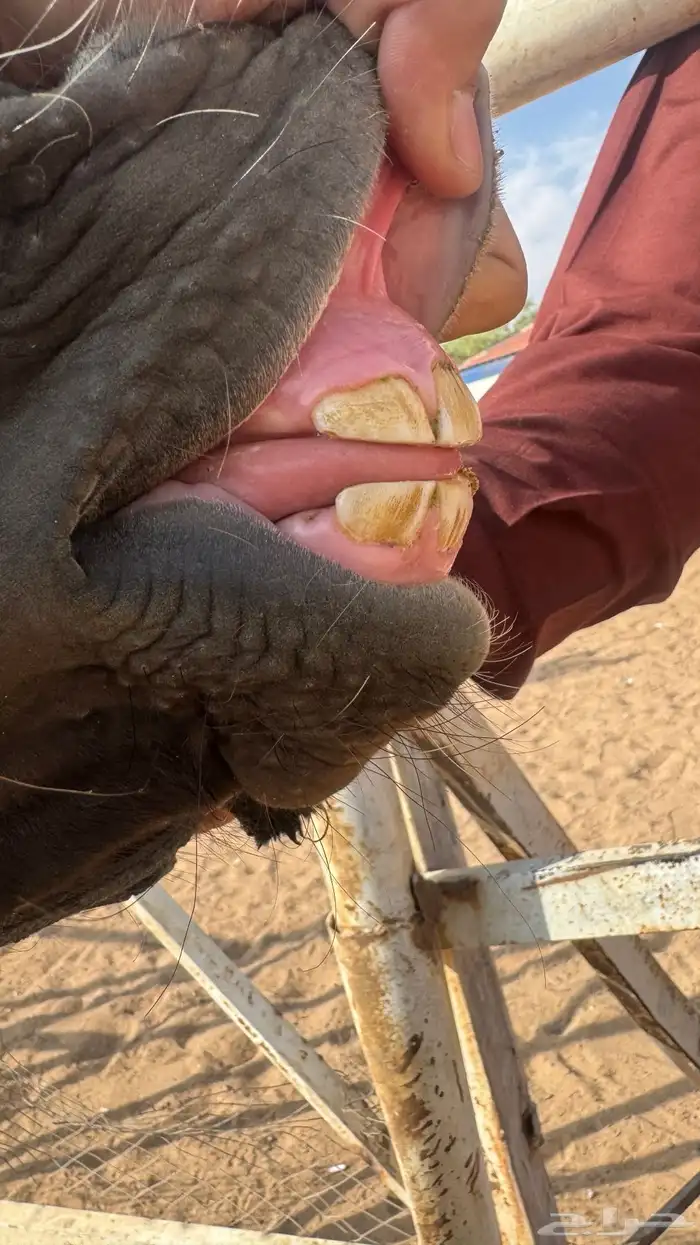 مهر شعبي للبيع 1