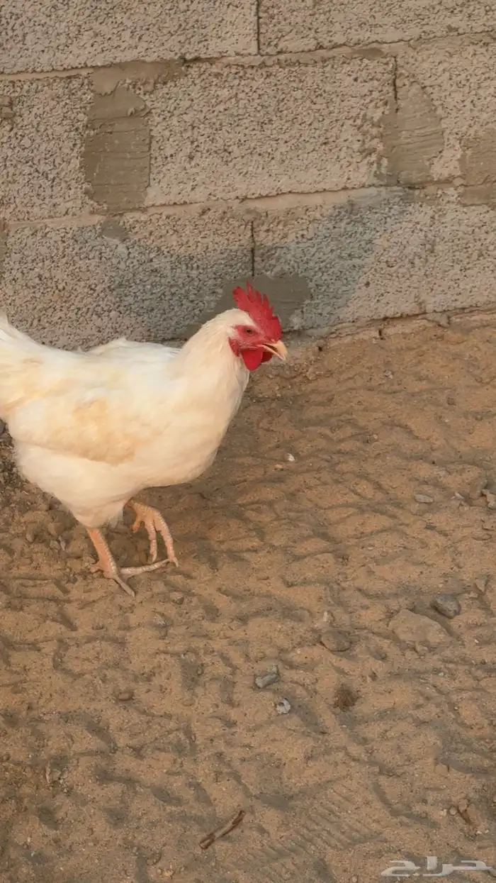 دجاج لوهمان بياض وبيض مخصب 0