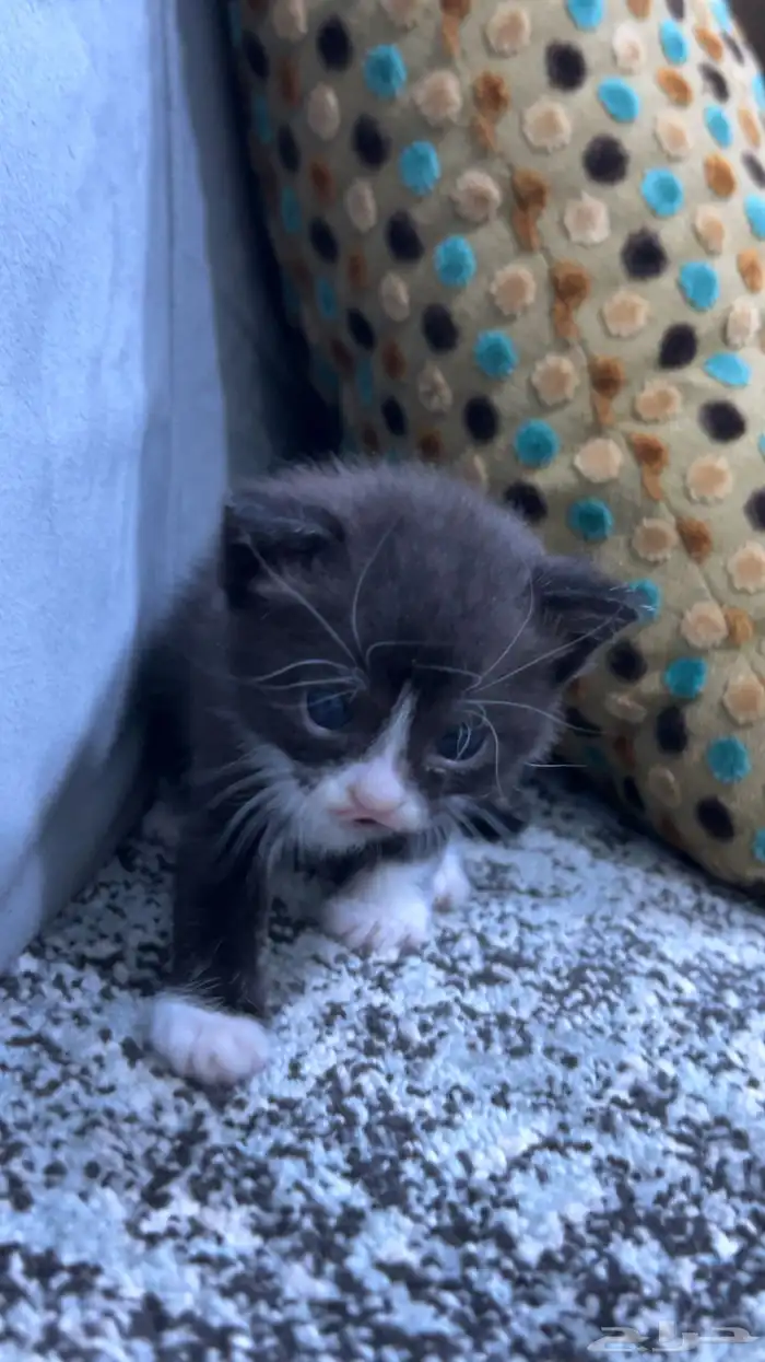 ثلاث قطط للتبني ام و ذكرين 3