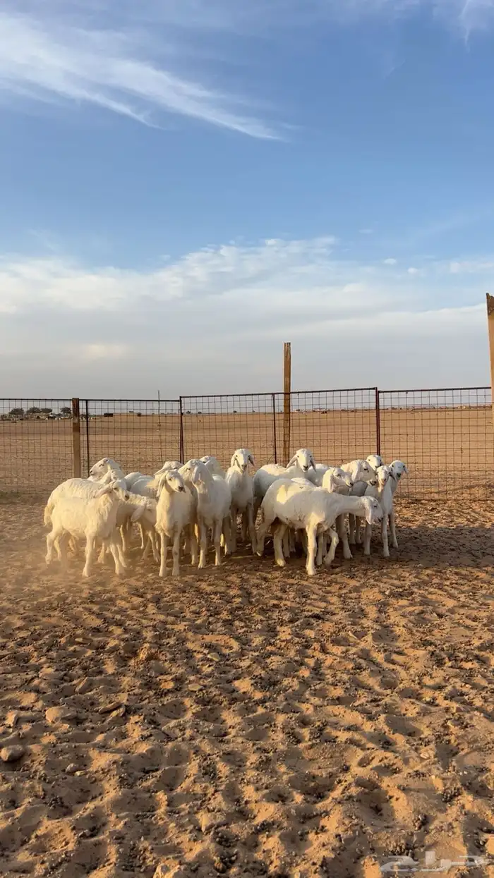 بهم حري نضيف 1