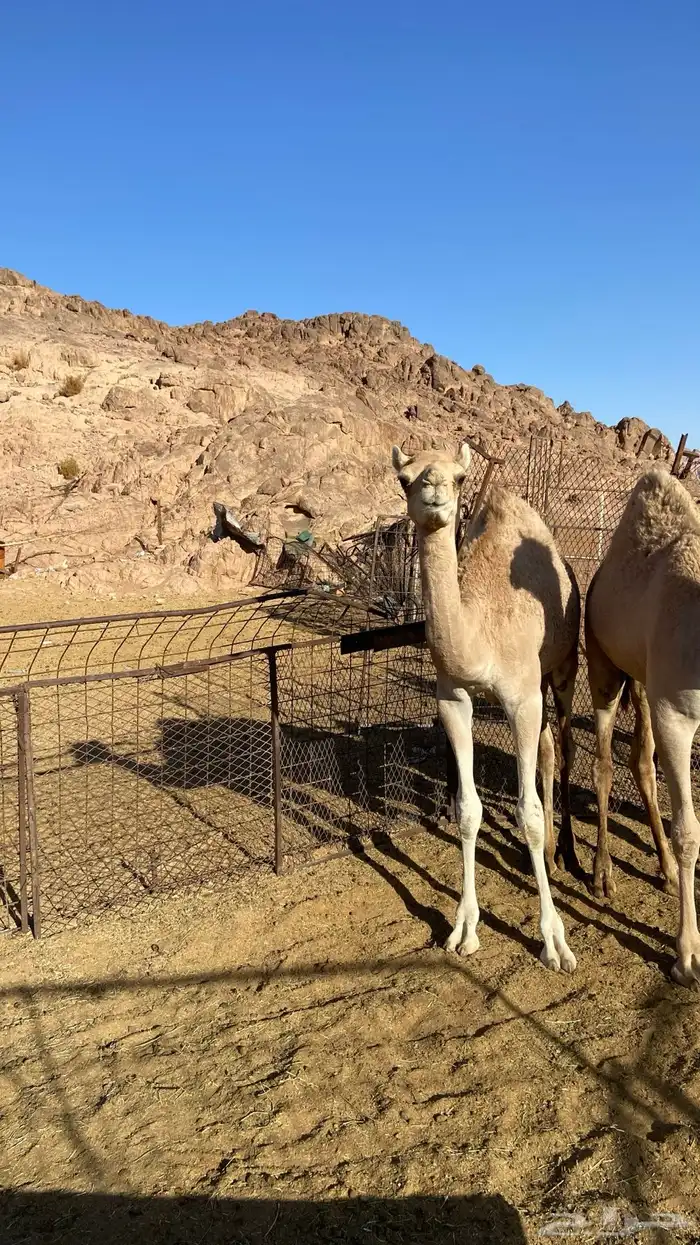 بكره مهجنه للبيع 1