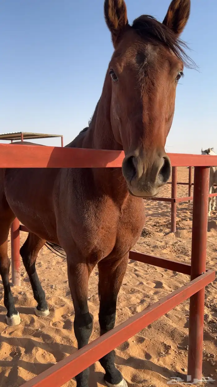 حصان شعبي كفو 5