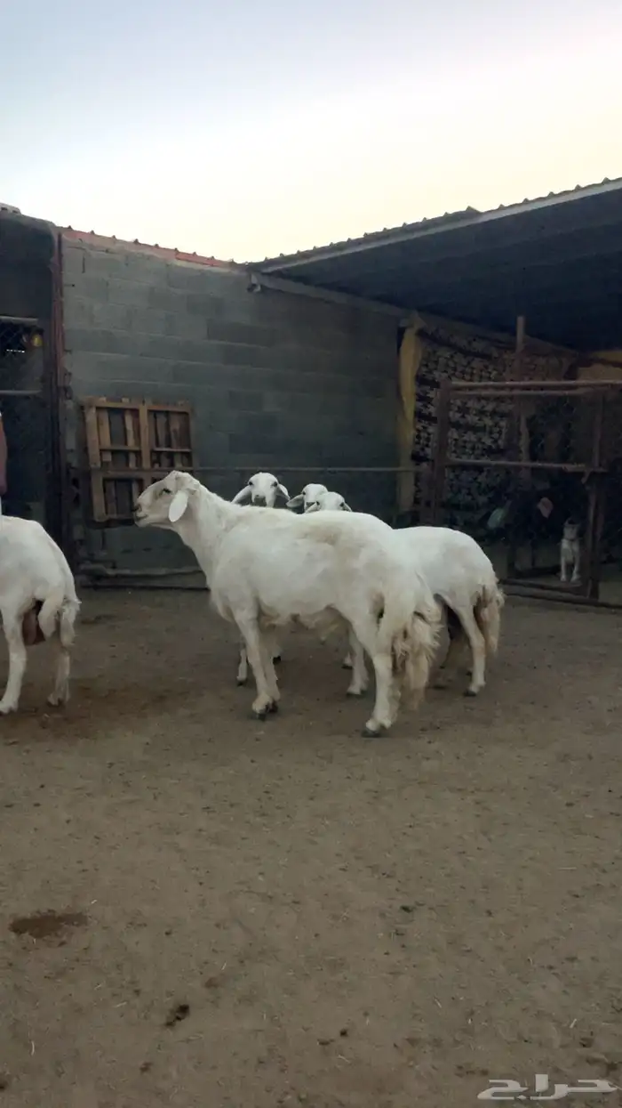 فحل غنم للبيع 2
