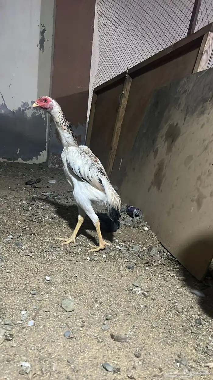 جوز شامو ياباني دم ابو هنوف 5