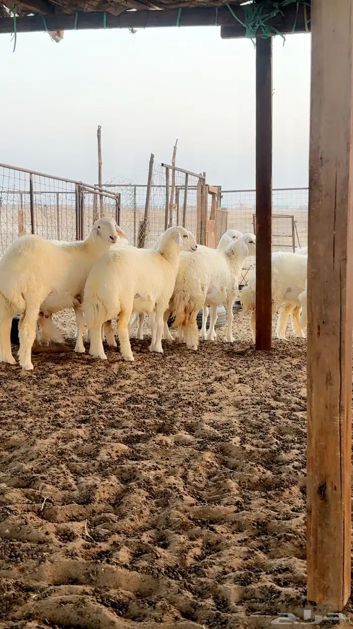 رخال حريه صنف فرش فحل - العرض الاول 4