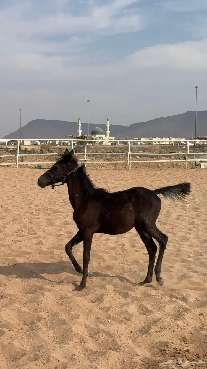 مهر شعبي للبيع 2