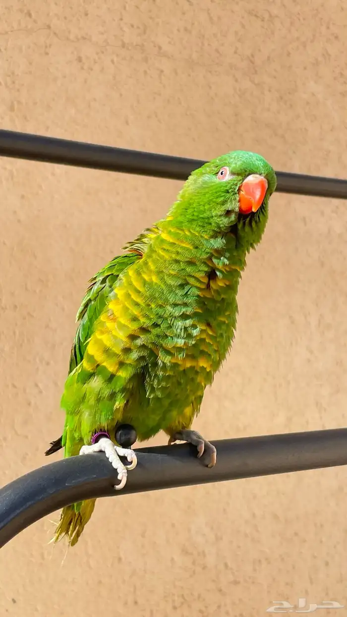 لوري سكالي 0