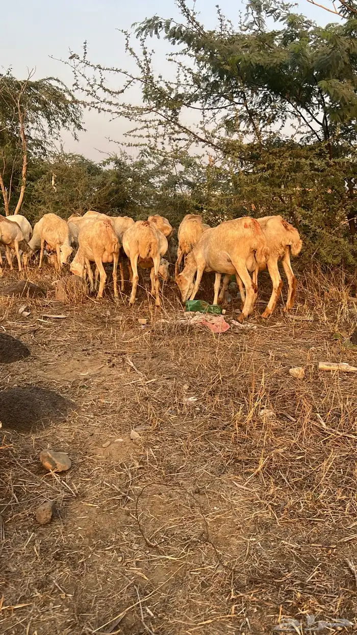 ضان العدد 27 فيها وحده منتوج و15 على وشك ولاده 0