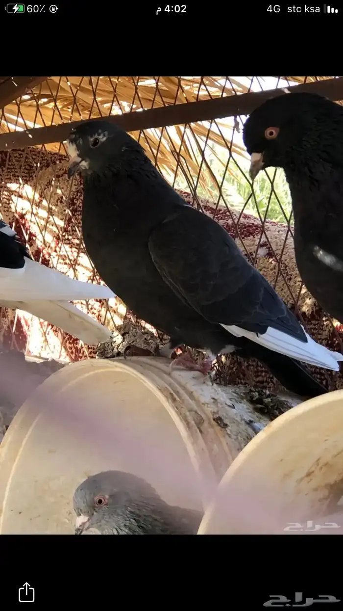 حمام قطايف 3