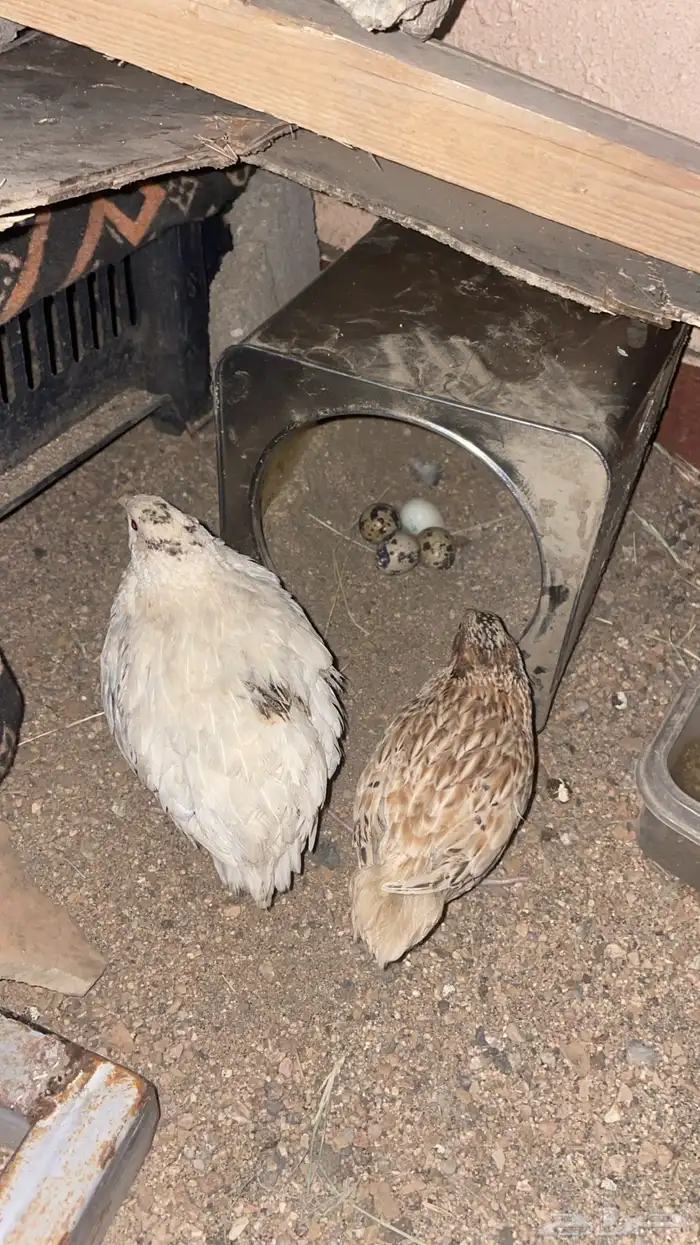 البيع سمان او فري زوج منتج علا شرط 0