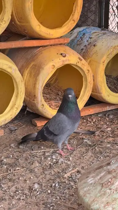 حمام قطيفي index