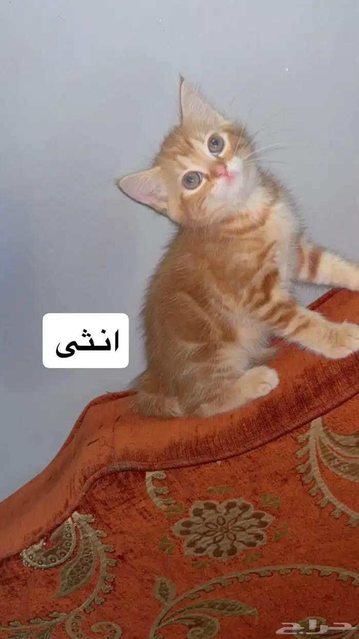 قطط للبيع 100 للواحد كيتن قطط صغيرة 0