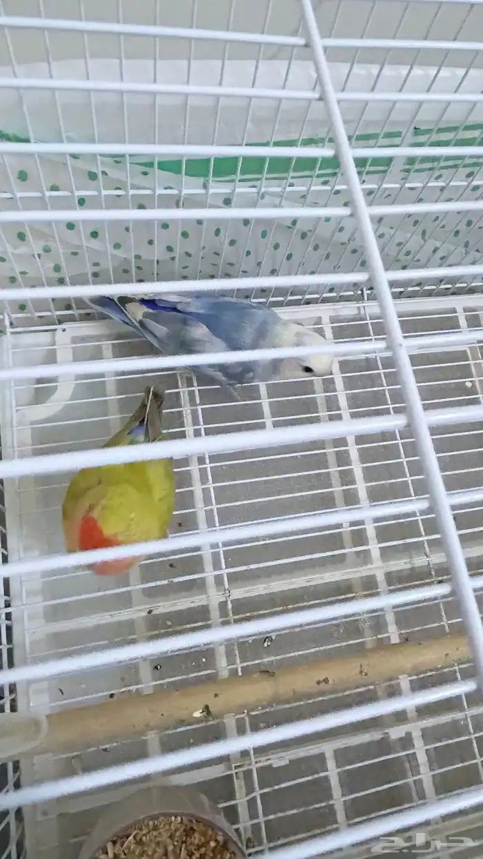 للبيع روز اخضر وا ازرق 2