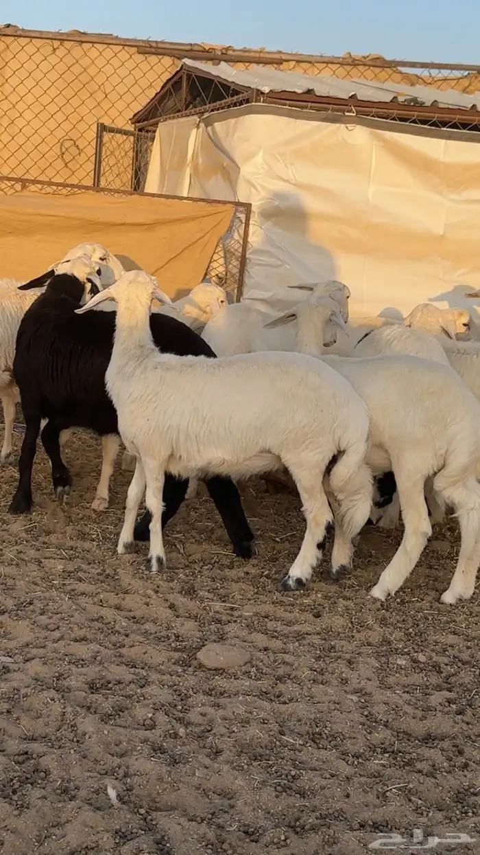 رخال مقنوي من حرش اشهران منوت القناي 0