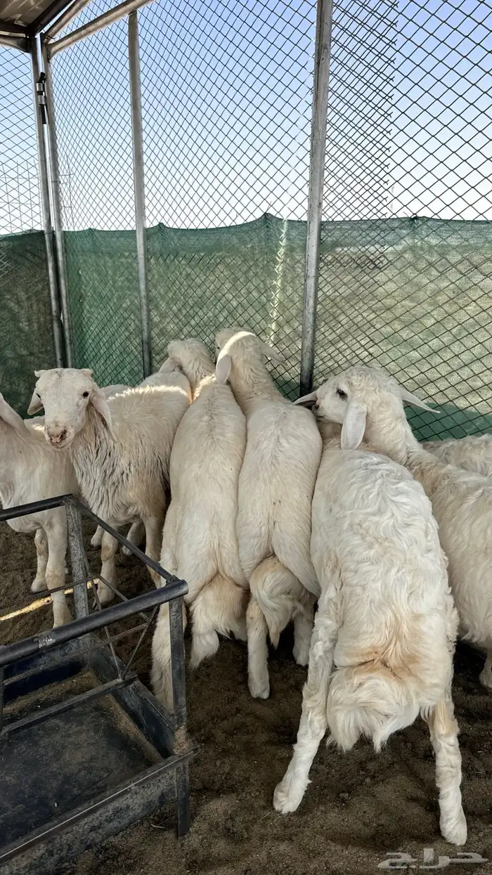 طليان فل شحم شعره وطرف 3