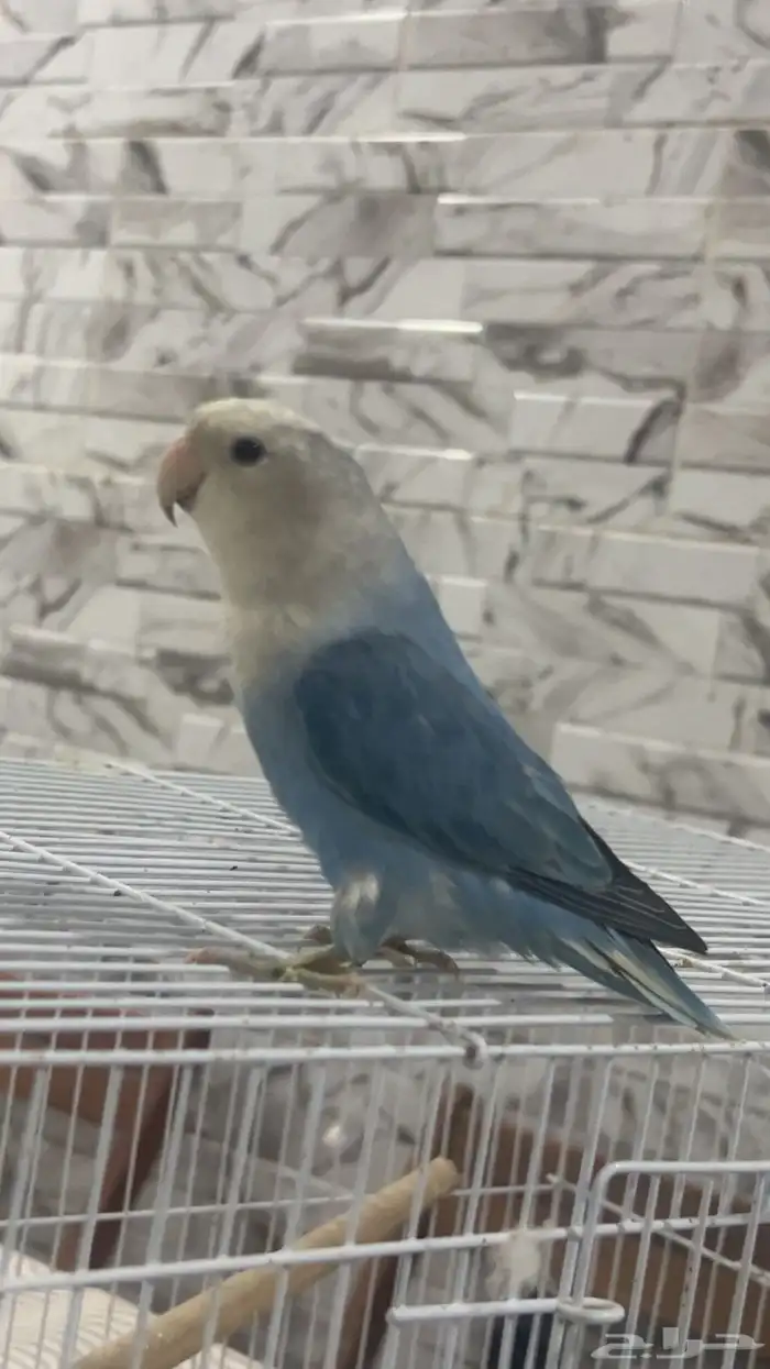 للبيع روز اليف متكلم الي توقف عليه سومه نصيبه 1