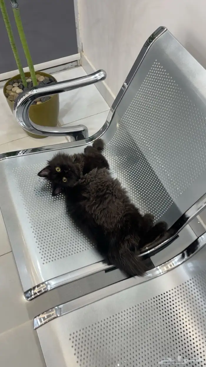 قط هاف بيكي برتش ذكر تزاوج 0