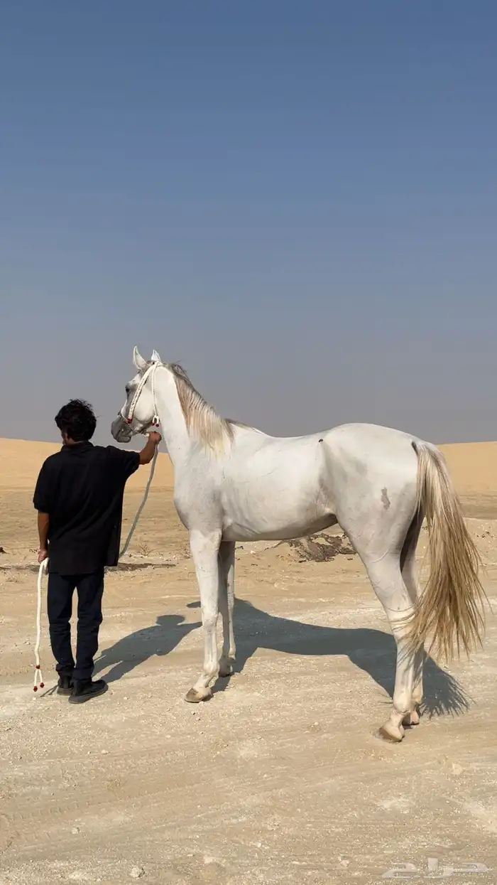 حصان عربي اصيل سبوق و طرب 2