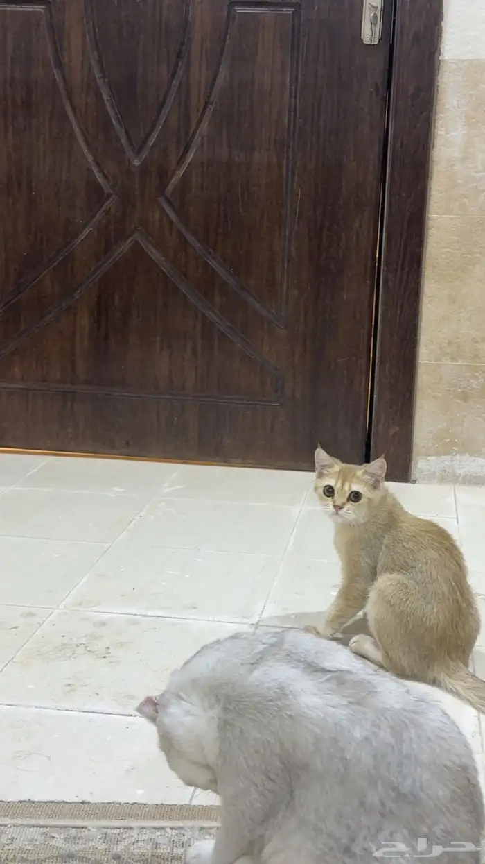 قطط سكوتش بيور قطه 2