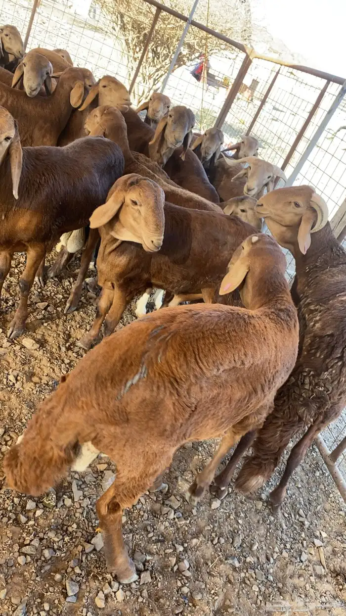 سواكن حمري تربية 1