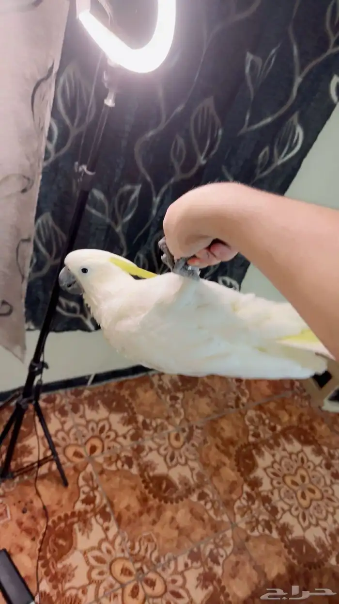 ببغاء كوكاتو سلفر تم البيع 2