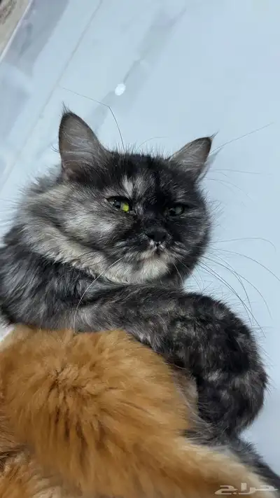 قطه شيرازي للتبني مع كيتنز index