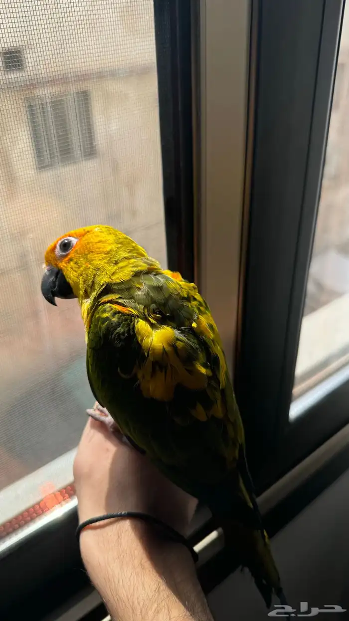 للبيع صن كنيور اليف 0