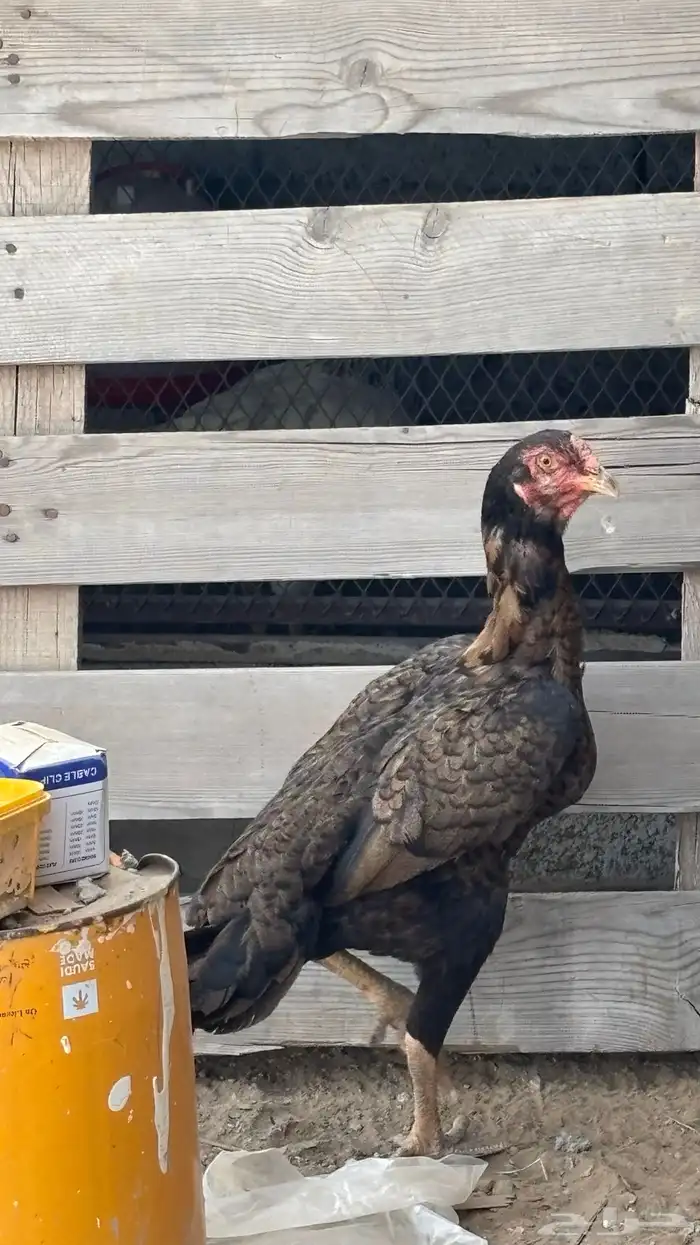 دجاجة شامو معاها صوص 2