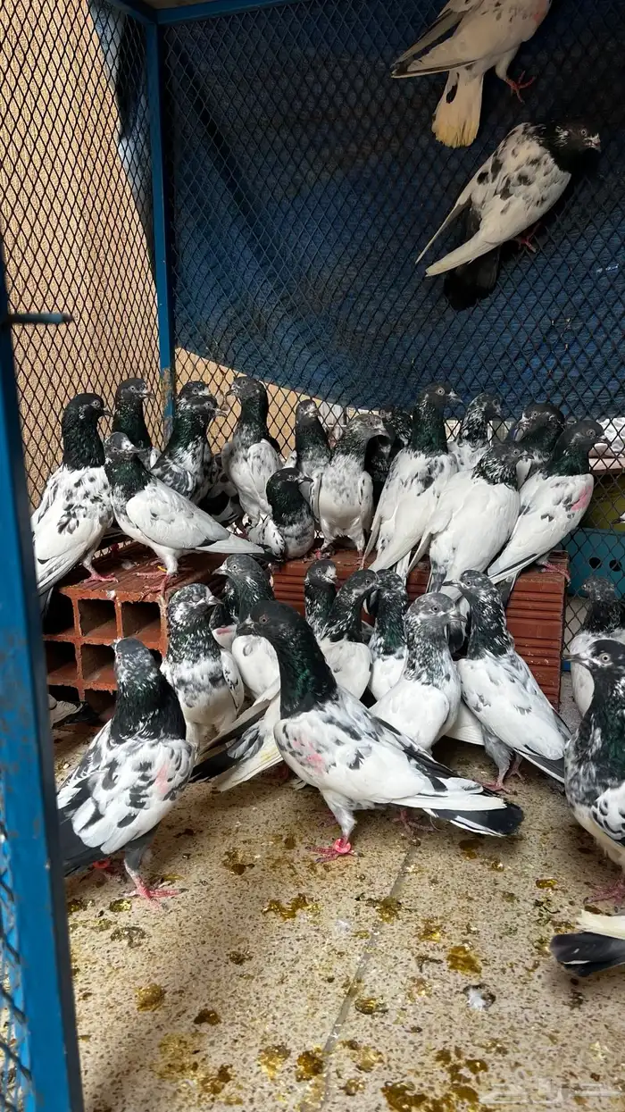 حمام باكستاني Top مطيار 2