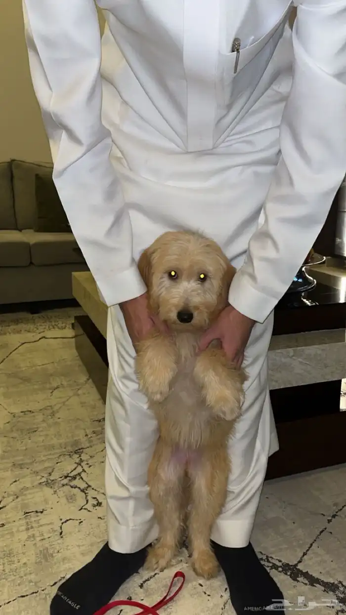 كلب انثى قولدن دودل 2