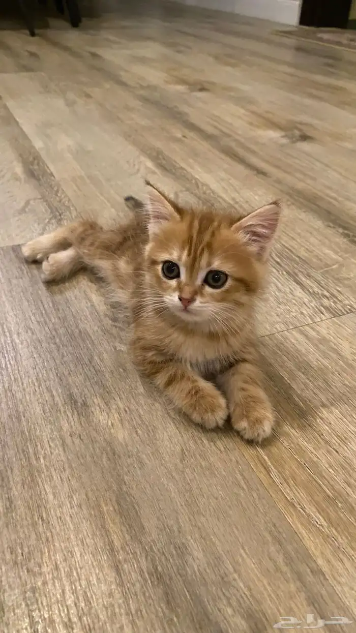 قطط سكوتش ستريت 2