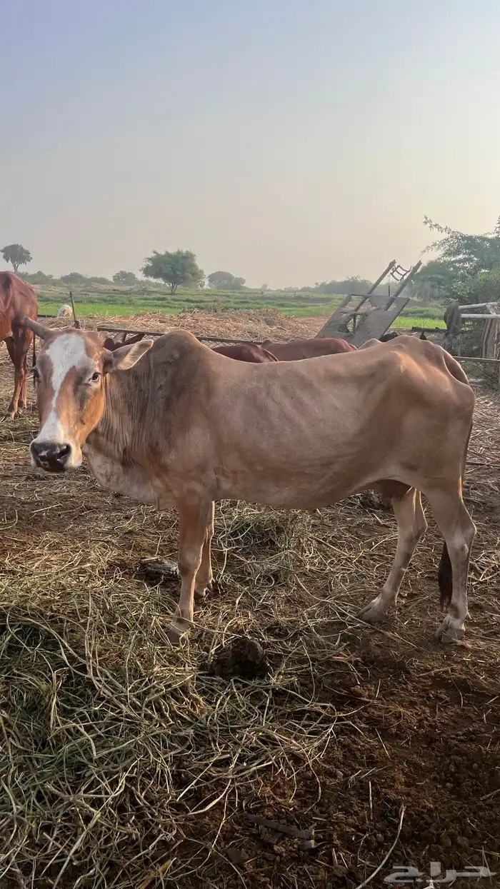 بقره للبيع سنها سديس 1