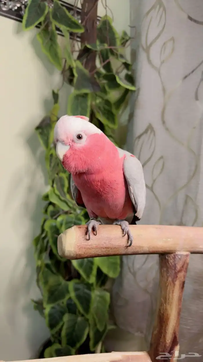 ببغاء كوكاتو قالا اليف ولعوب ومتكلم وهدد داخلي 1