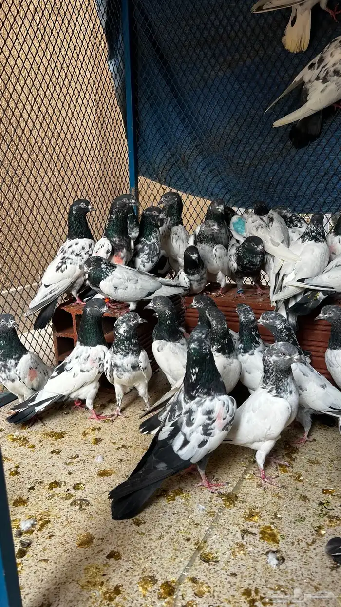 حمام باكستاني Top مطيار 0