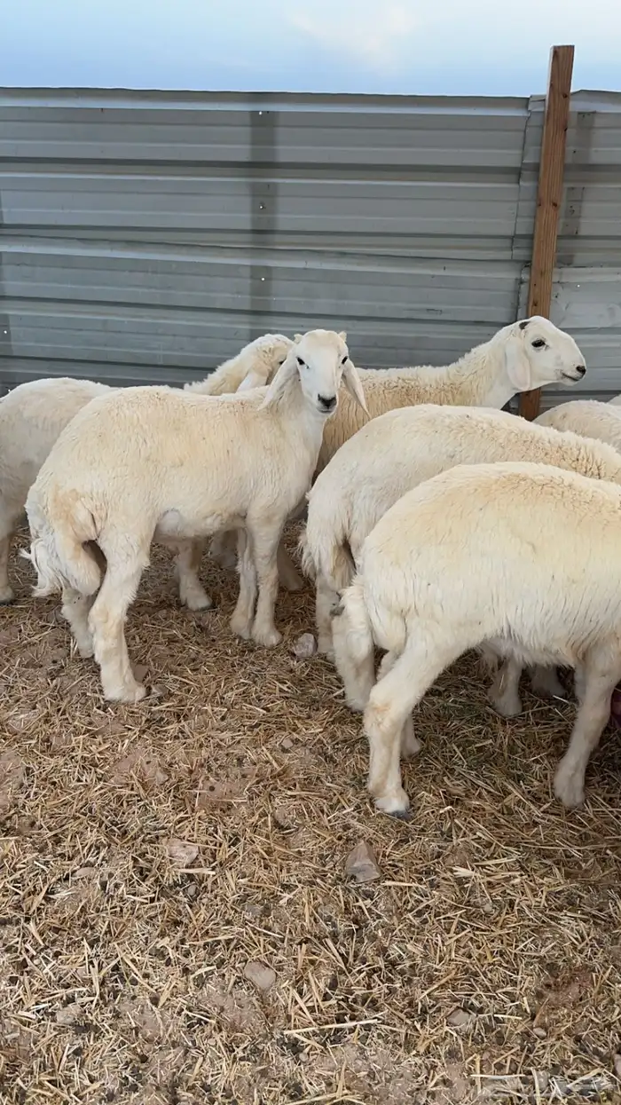 ذبايح هرافى حري شرط 0