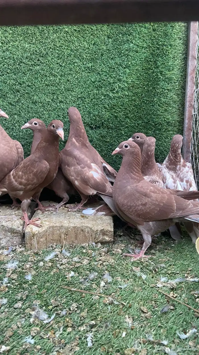 زاجل مولمينز 2